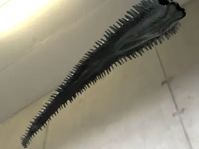 Dragon Tail 3D model