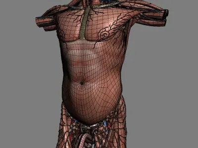 Human Male Torso Anatomy 3D model