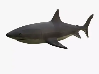Great White Shark 3D model 2
