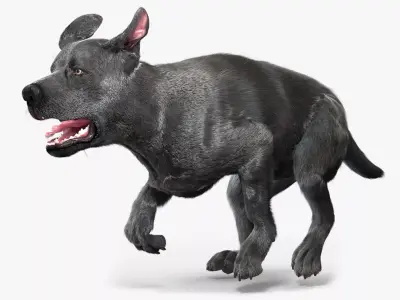 Black Labrador Dog Running Fur Animated Rigged for Cinema 4D 3D model purchase