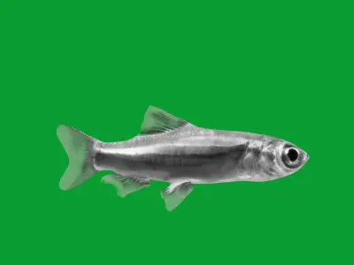 Neon Tetra Fish Low-poly 3D model