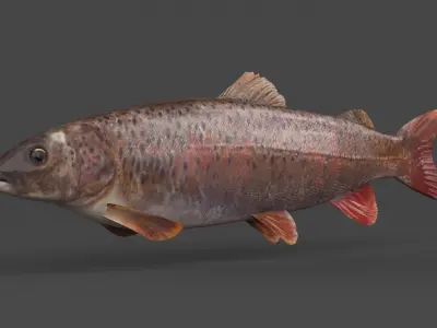 Fish Lenok 3D model