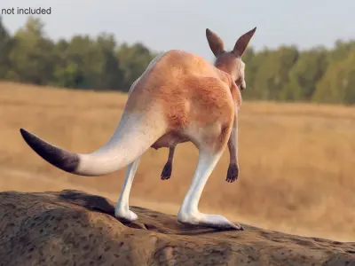 Kangaroo  purchase 3D model