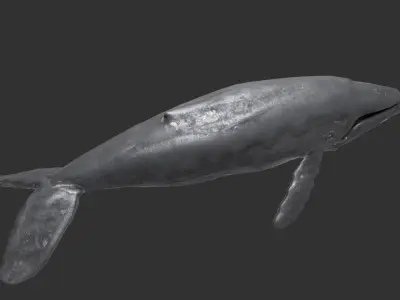 whale lowpoly animal Low-poly 3D model