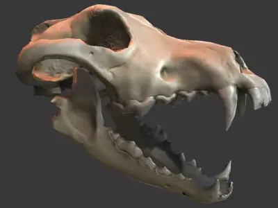 Wolf Skull Low-poly 3D model