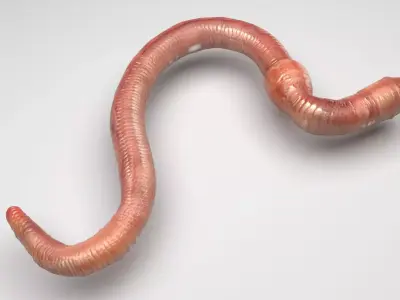 Earthworm 3D model 4