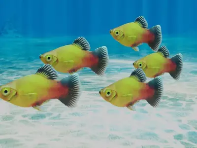 Platy Fish Free 3D model