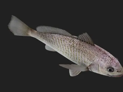 Bass fish Low-poly 3D model 5