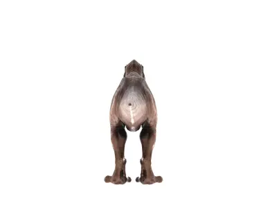 Tyrannosaurus Rex 3D Model  Fully Animated 160 Pro Animations    3D model