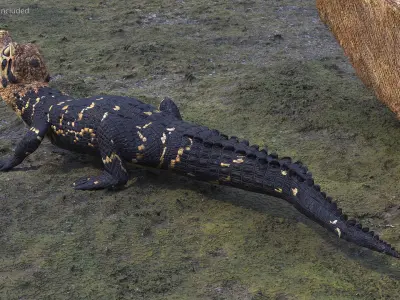 Black Caiman Baby Looks Up 3D model