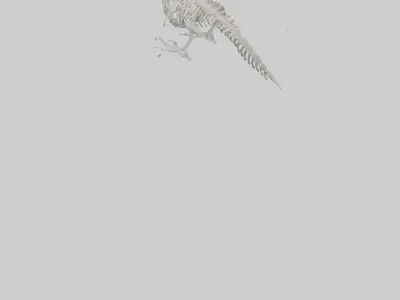 Eagle Talon Skeleton model Low-poly 3D model