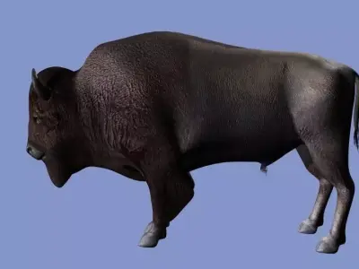 American Bison 3D model