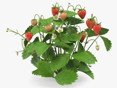 Strawberry Plant with Ripe and Green Fruits 3D model