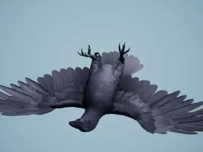 Dead Crow Low-poly 3D model