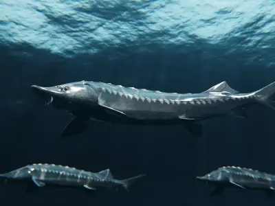 Sturgeon Freshwater Fish Low-poly 3D model