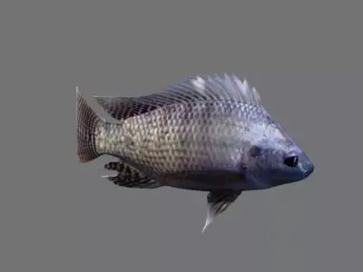 Tilapia fish Low-poly 3D model