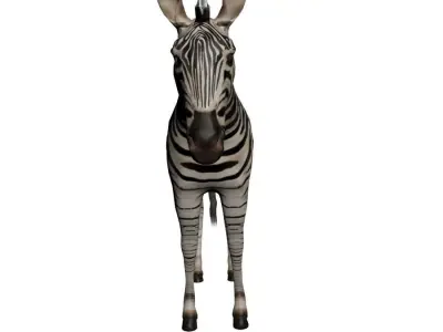 Low poly Zebra 3D model
