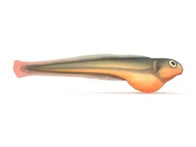 Baby fish Low-poly 3D model