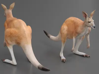 Kangaroo  purchase 3D model