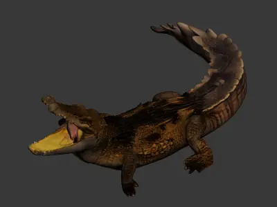 Crocodile 3D model shop