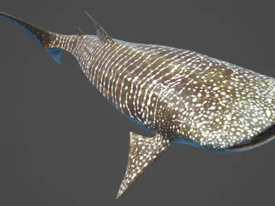  Whale Shark Rigged 