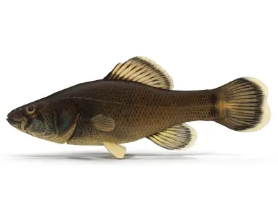 Pirate perch eastern Low-poly 3D model