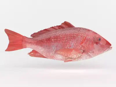 Red Snapper Fish 3D model purchase