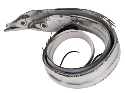 Fish hairtail 3D model