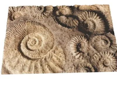 Ammonite Fossil 3D model