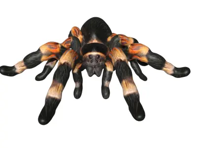 Tarantula spider Low-poly 3D model