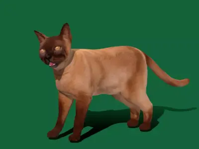 Burmese Domestic Cat Free low-poly 3D model
