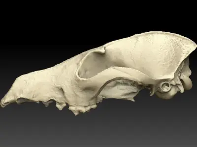 Fox Skull 3D model purchase
