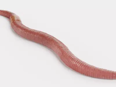 Earthworm 3D model 5