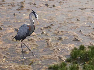 Grey Heron Standing on One Leg 3D model