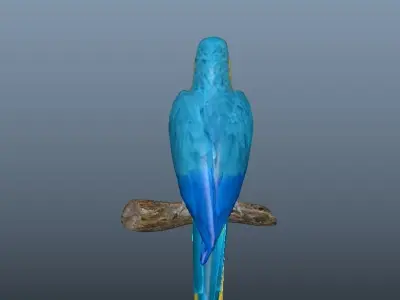 Blue and Gold Macaw Parrot  Low-poly 3D model