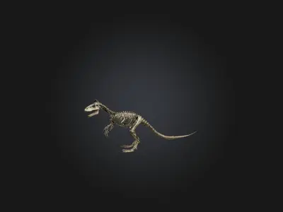 Realistic Tyrannosaurus Rex Skeleton Model Low-poly 3D model