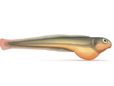 Baby fish Low-poly 3D model