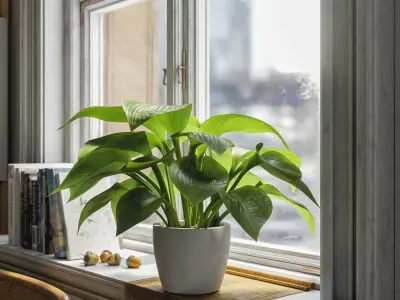  Plantain Lily Plant Potted Plant Model  purchase