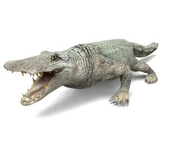 Crocodile Rigged 3D Models game ready Low-poly 3D model