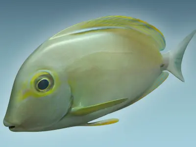Doctor Fish 3D model