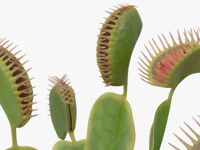  Venus Flytrap Dionaea Muscipula Plant 