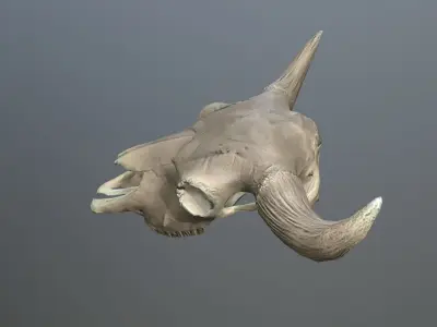 Cow Skull Low-poly 3D model