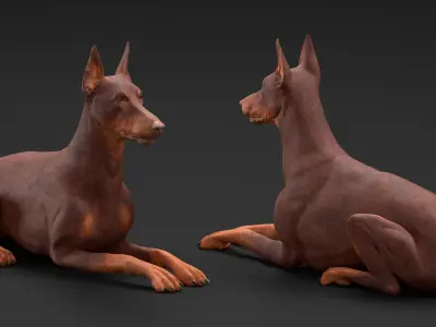 Doberman Dog Brown Lying Down 3D model