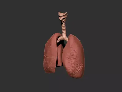 lungs human anatomy organ 3D print model