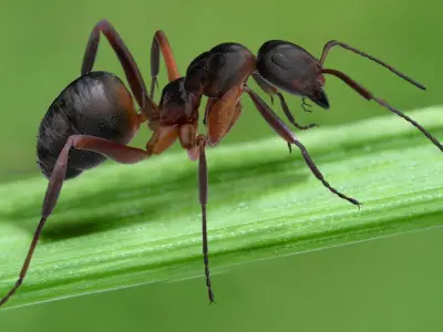 red Ant Bug 3D 3D model