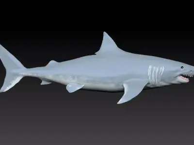 3D Shark Model Free 3D print model