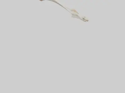 Giraffe Clavicle Low-poly 3D model