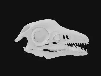 Archaeopteryx skull 3D model