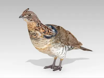 Grouse Low-poly 3D model