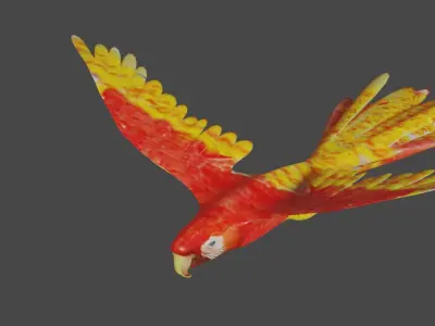 scarlet macaw 3D model